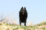 SCHIPPERKE 175